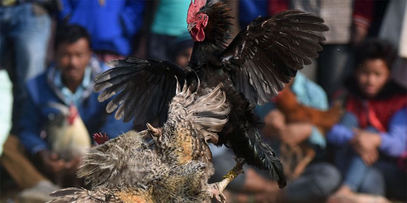 Không khí đá gà cựa sắt vô cùng căng thẳng