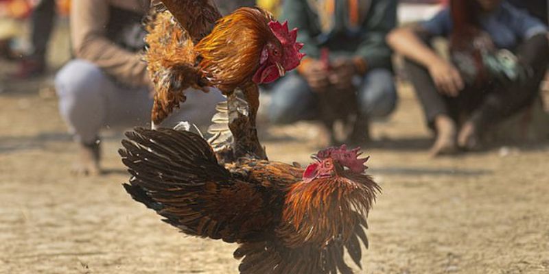 Đặt cược đá gà cựa sắt mọi lúc mọi nơi