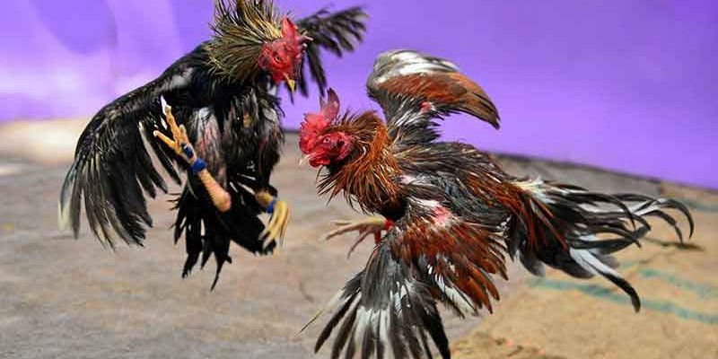 Quy định về ghép cặp và thời gian đấu