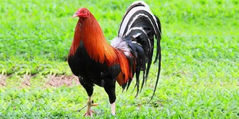 Dòng gà Mỹ bất bại Kelso
