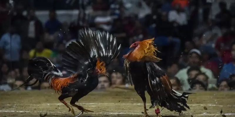 Quy định thời gian thi đấu đá gà Mỹ