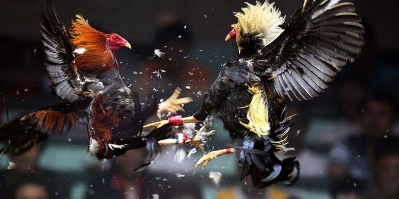 Quy tắc xét thắng thua trong đá gà Mỹ
