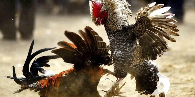 Nằm lòng kiến thức về hùng kê